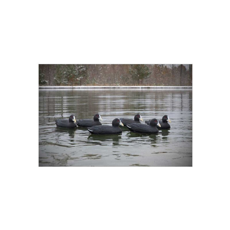 Six pieces of Higdon Foam-Filled Coot Decoys For Sale Online Price in Pakistan - Crossfire.Pk